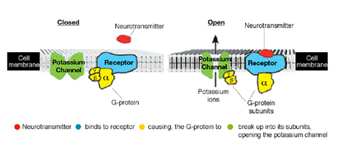 Opening the potassium channel